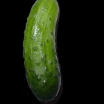 gherkin